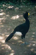 04-21-02 1a Chichen Itza black bird.jpg (22292 bytes)