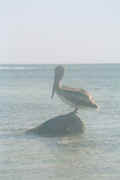 04-23-02 21 Pelican.jpg (12118 bytes)